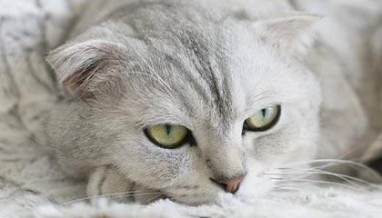 内马尔与桑托斯再次续约 目标冲击美加墨世界杯