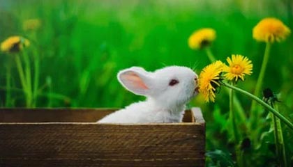 WTT球星挑战赛伦敦站：中国队提前包揽女双冠亚军